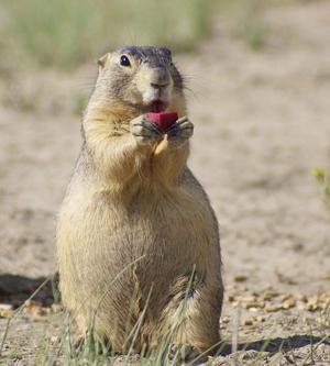Prairie dogs protected from plague by vaccine developed in Madison