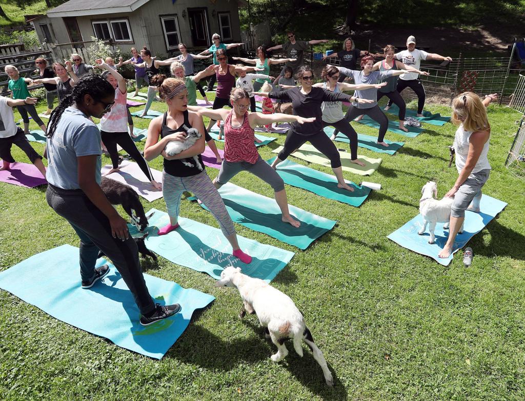 Rainbow Ridge Farms In Onalaska Hosts Summer Goat Yoga Classes Local News Lacrossetribune Com