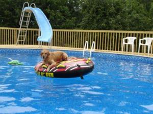 Above Ground Pool
