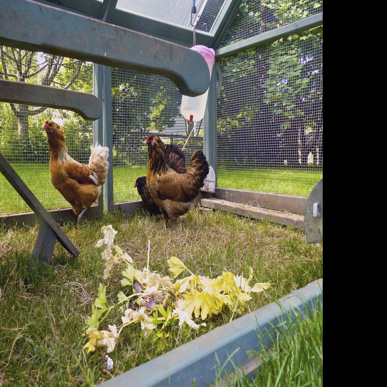 Uw Extension Holds A Backyard Chicken Raising Class Jackson