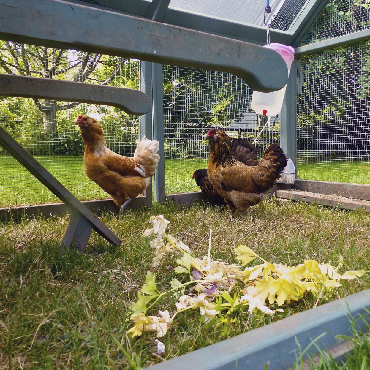 Uw Extension Holds A Backyard Chicken Raising Class Jackson
