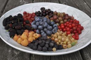 Fall's a season for planting and eating berries