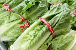 Toss the romaine lettuce now -- or risk getting E. coli illness, health officials warn