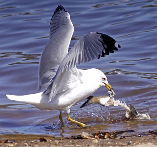 RIDGERUNNER REPORTS: Spring bird songs bring peace, comfort ...