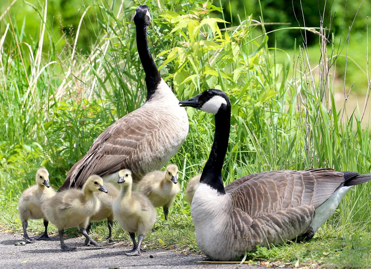 Canada Goose Skims Water for Duckweed, Species: Canada Go…