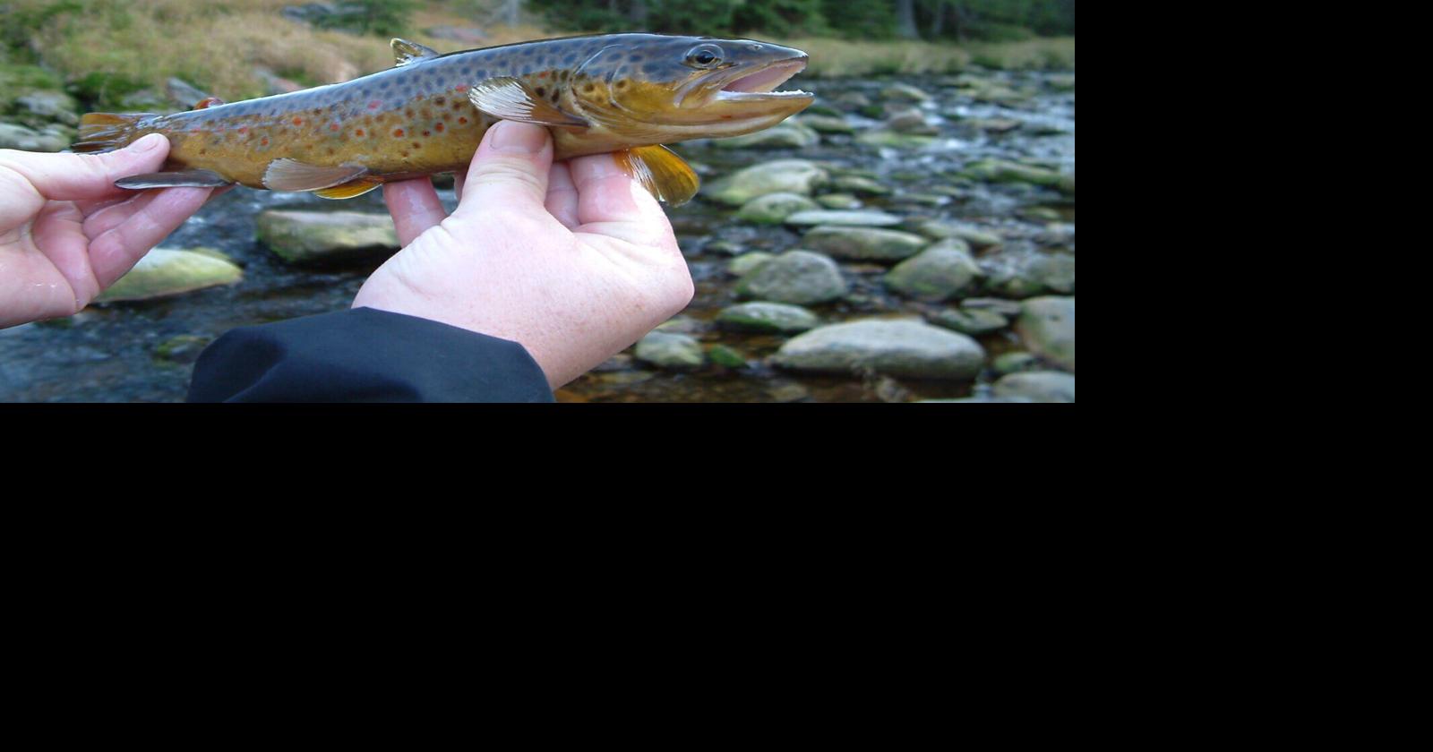 Parasite harmful trout found in northern Wisconsin stream