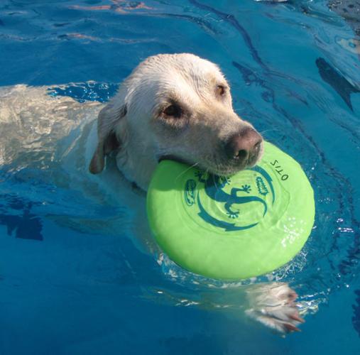 Seventh annual Diggity Dog Dip set for Aug. 31