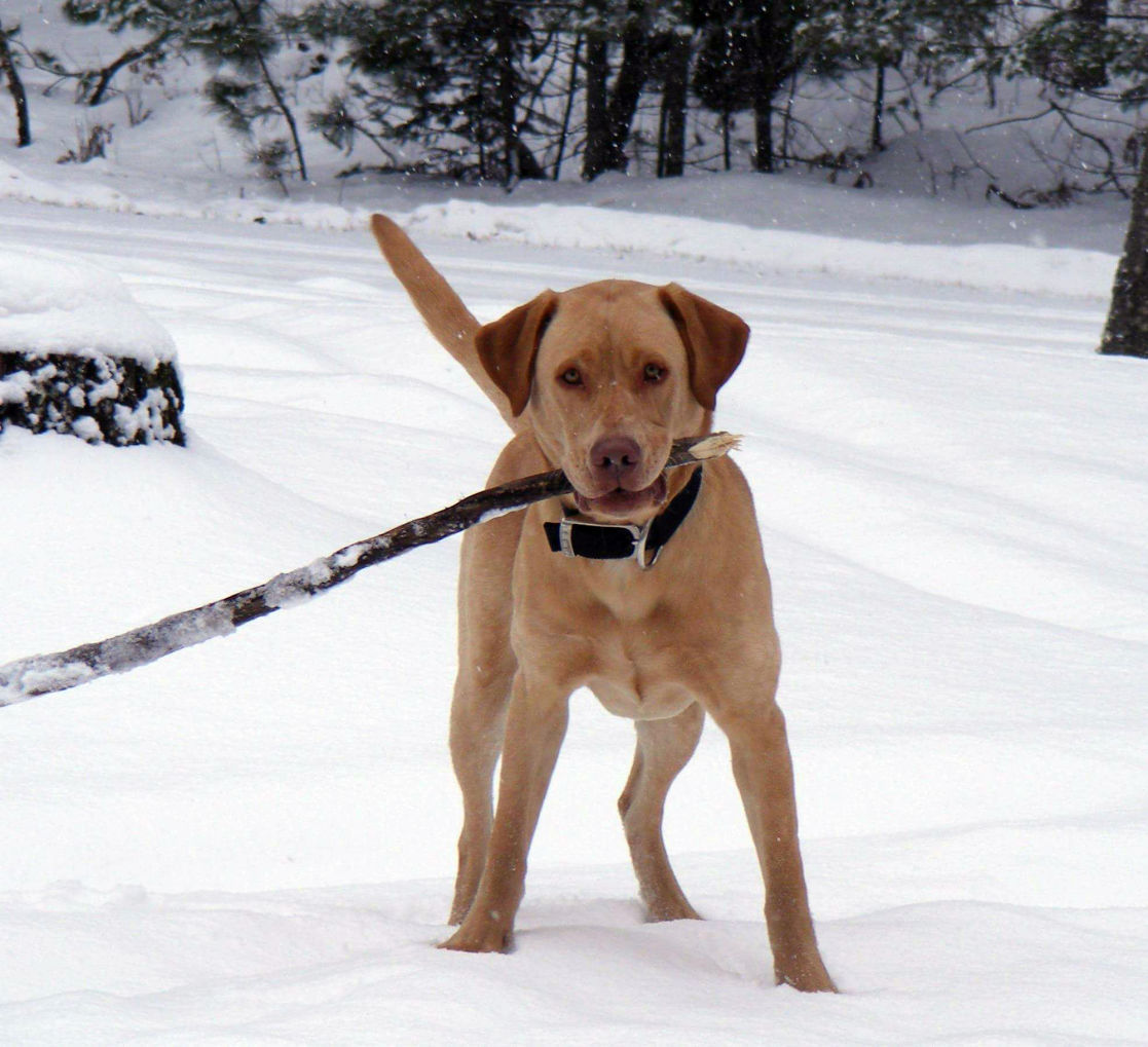 Cadott woman committed to helping her pet survive without a tongue