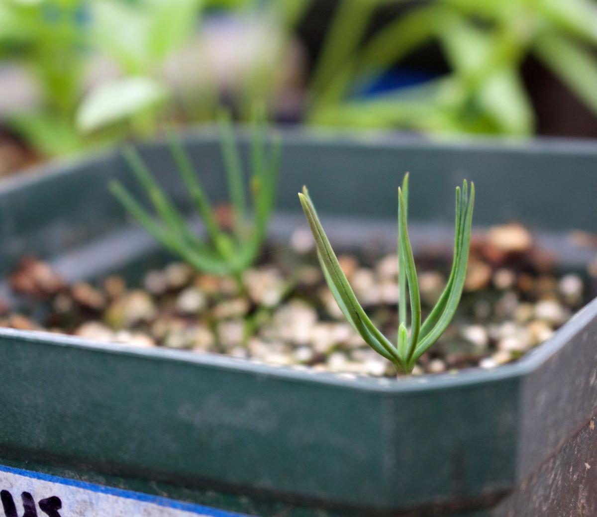 Cheer in the long term Growing a Christmas tree from seed
