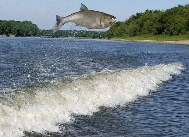 Asian carp roundup opening new front in battle, National News