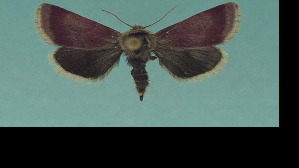 Phlox Moth Lacrossetribune Com