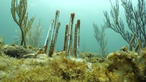Tiny biodegradable straw forts could protect new coral from fish who snack on it ‘like popcorn’