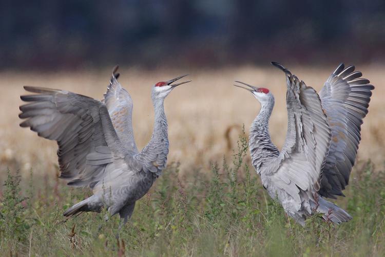 Once rare, the sandhill crane is now common in Minnesota