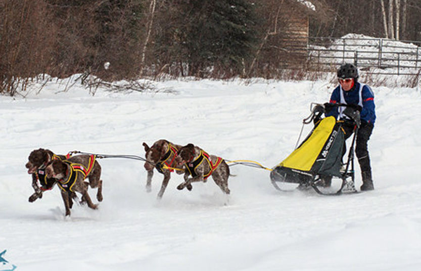 Photos Sled Dog Training Local News