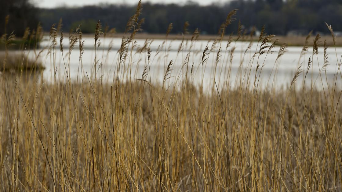 Valley Stewardship Network to host virtual wetlands presentation - La Crosse Tribune