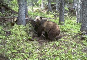 Dennis Anderson: Parallels and lessons watching fate of western grizzlies