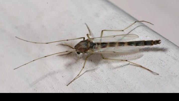 Midges, black flies and mosquitoes, oh my! | Local ...