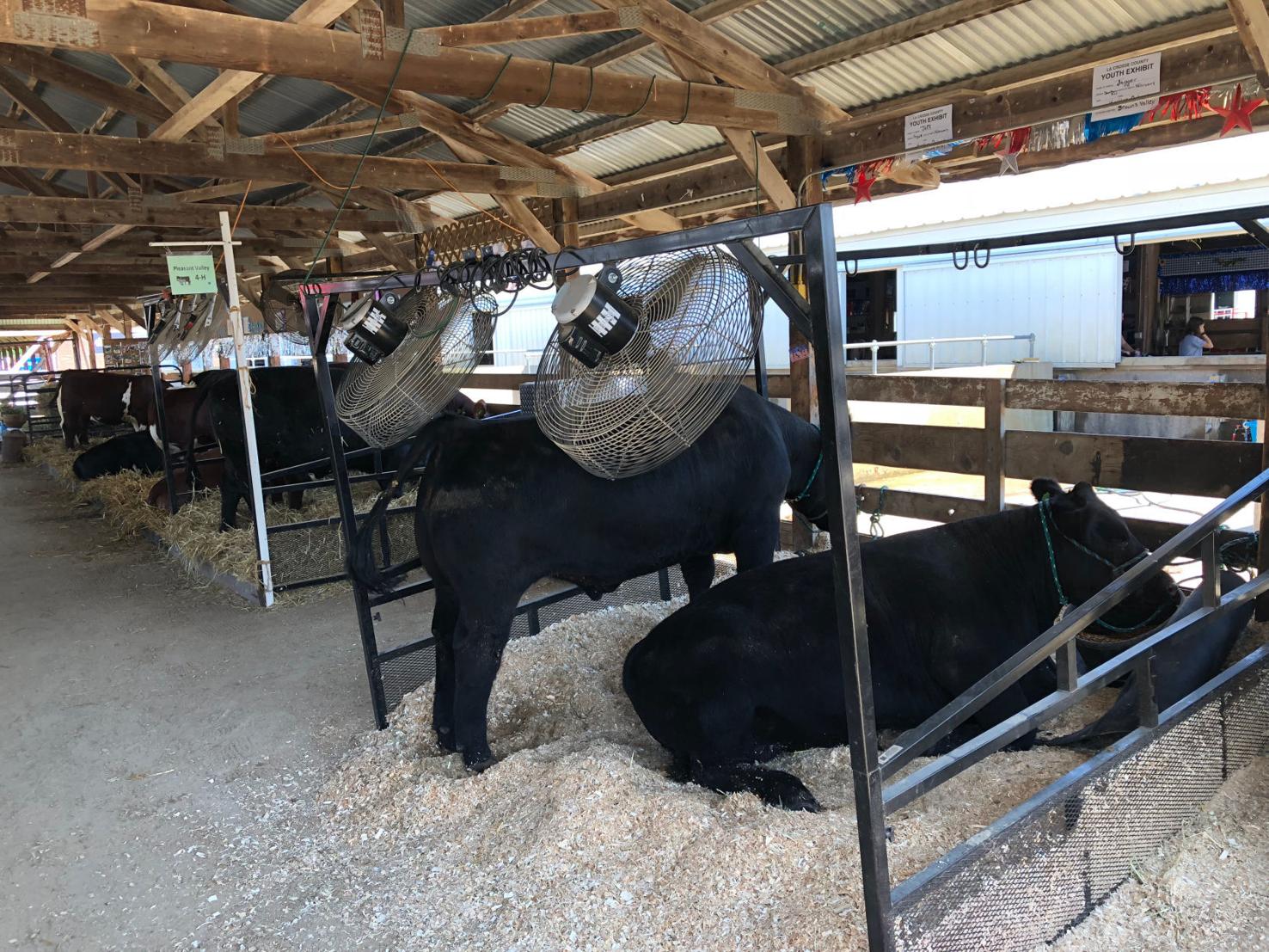 Photos 2018 La Crosse Interstate Fair in West Salem Local News