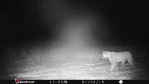 DNR confirms cougar sighting near Rosendale in Fond du Lac County