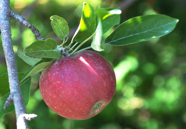 Local Growers Seeing Plenty Of Apples 