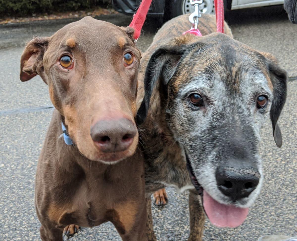 Pets Of The Week Aro And Lizzy News Lacrossetribune Com