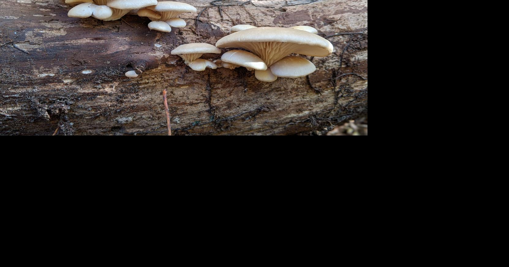 Mushroom foray planned in Cassville