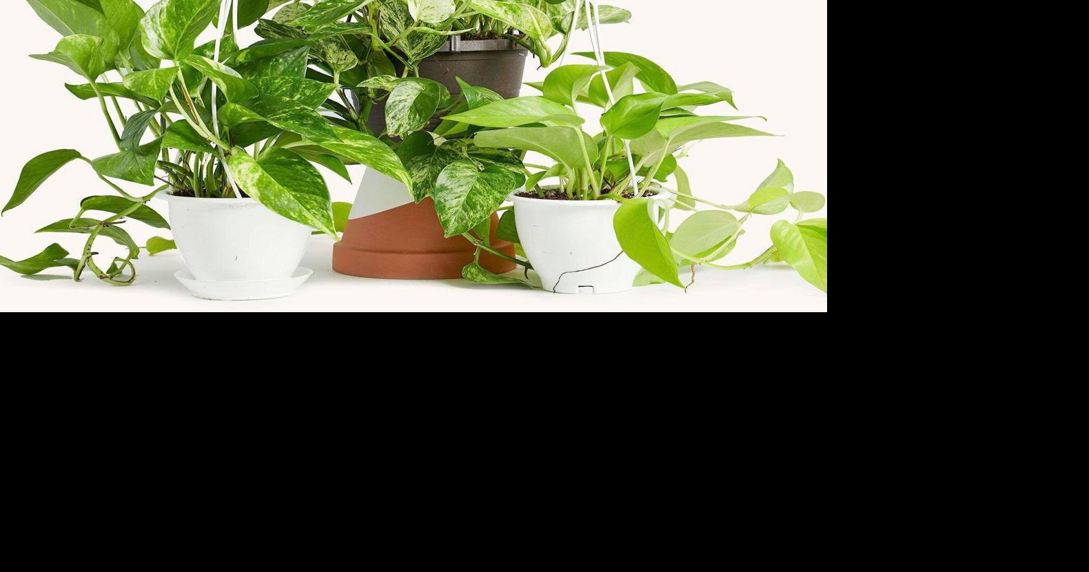 Master Gardener: Keep those fidgety hands busy
