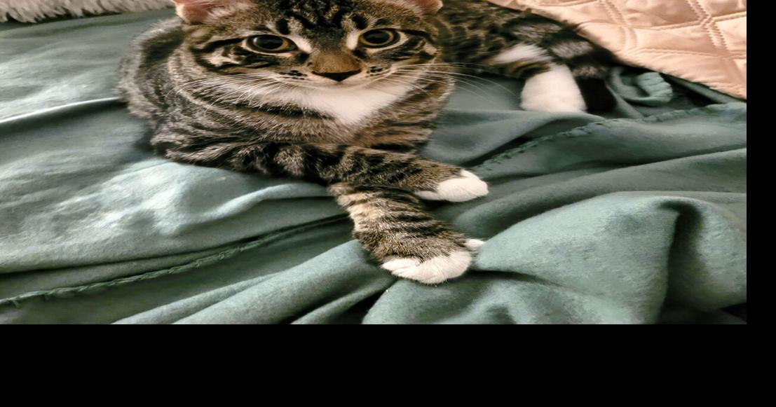 Saskia and Isla — Pets of the Week