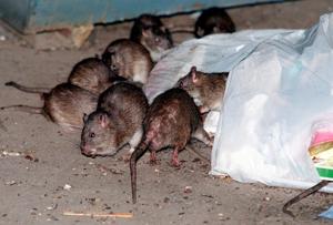 Leaders of the pack: How brown rats crawled off ships and conquered North American cities