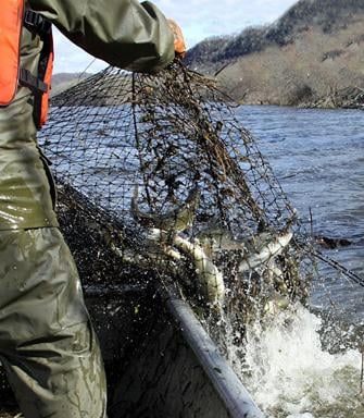 RIDGERUNNER REPORTS: Hoop nets yield treasure for Genoa fish hatchery