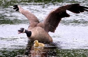 Duck numbers variable, Canada goose numbers up from last year