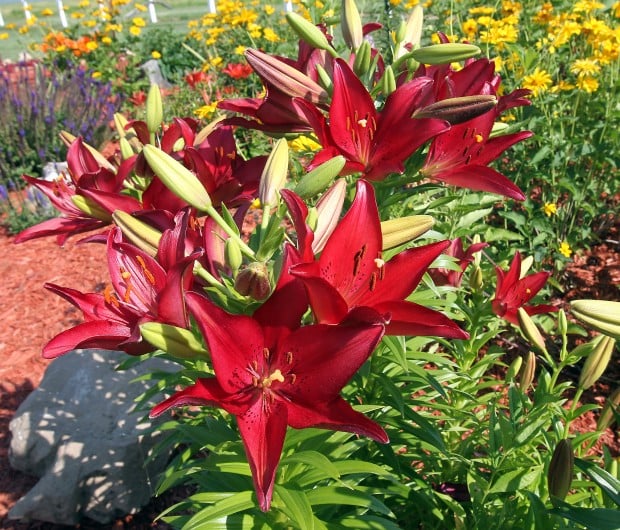 Study Wisconsin flowers blooming earlier