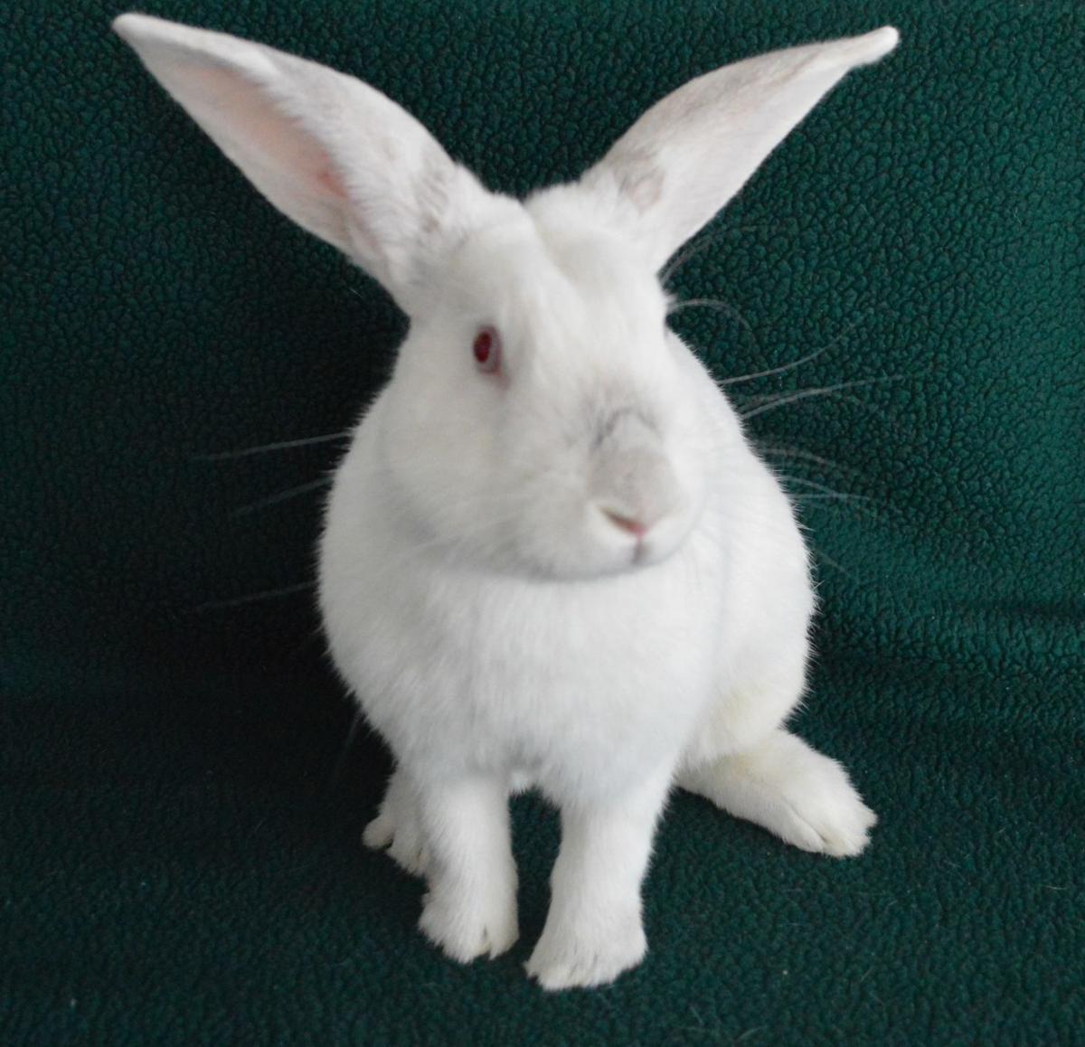 Thumper