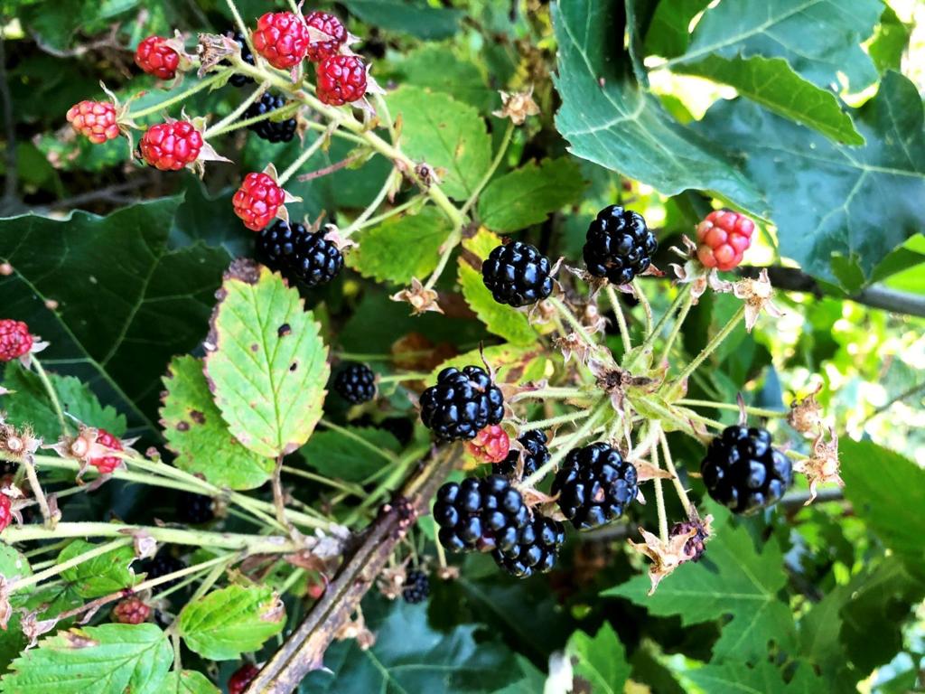 Chris Hardie Blackberry Picking Somewhat Slim News