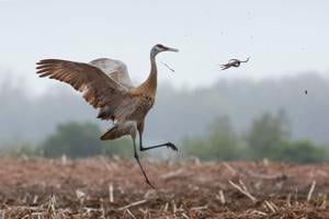 Committee studying how to manage Wisconsin sandhill crane population