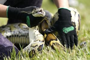 Snake hunters will wrangle invasive Burmese pythons in Florida