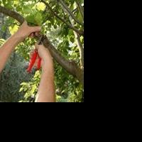 Garden calendar | For the week of Feb. 18 - Vimarsana News