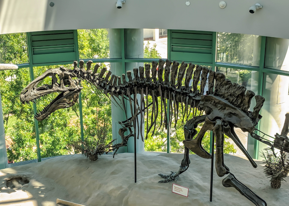 T. Rex Skeleton Sells for More Than $5 Million at Auction, Smart News