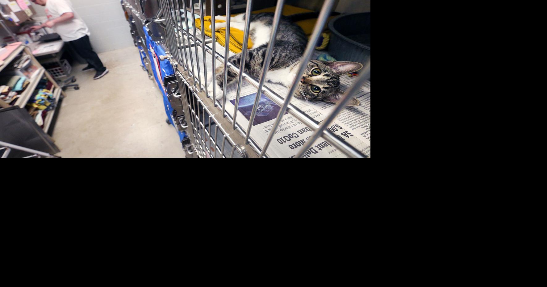 Coulee Region Humane Society supports La Crosse feral cat program