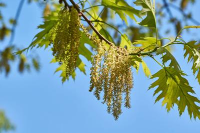 Your pollen allergies are overwhelming? This might be why