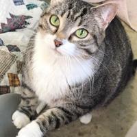 Driftless Humane Society Pets of the Week | News