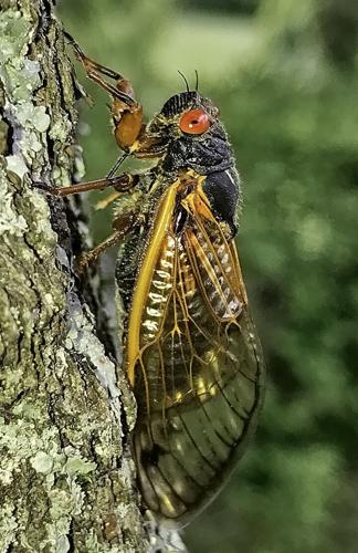 msj-cicada-adult-profile.jpg