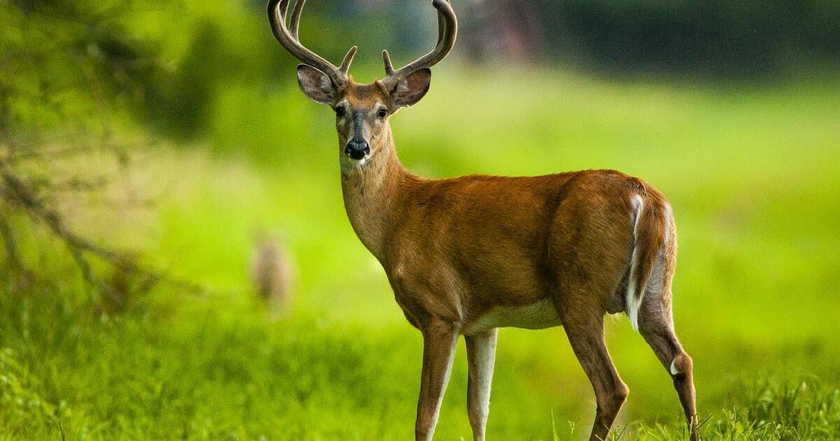Wisconsin DNR: Help shape deer season for your community - Vimarsana News