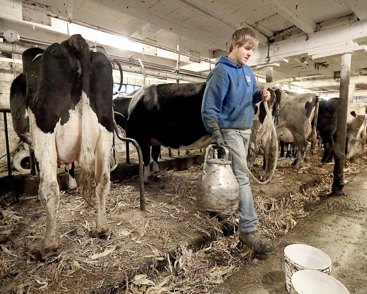 Despite tweaks, dairy insurance program not saving
