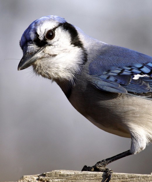 Ridgerunner Reports Blue Jays Are Fun Feeder Features