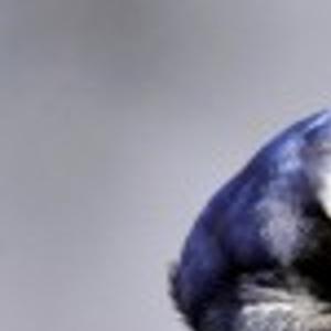 Ridgerunner Reports Blue Jays Are Fun Feeder Features