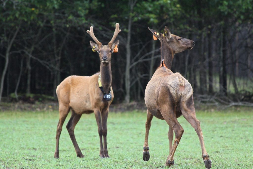 Wolves kill three Jackson County elk; 17 still alive