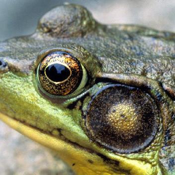 Virqoua library to host 'Call of the Frog' program - Vimarsana News
