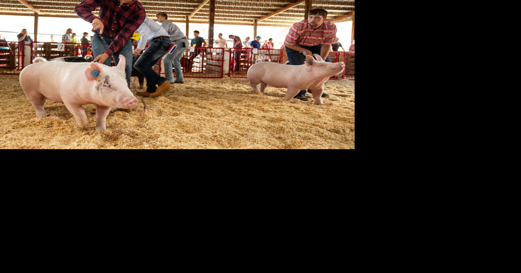 Livestock judges confer awards as busy La Crosse Interstate Fair