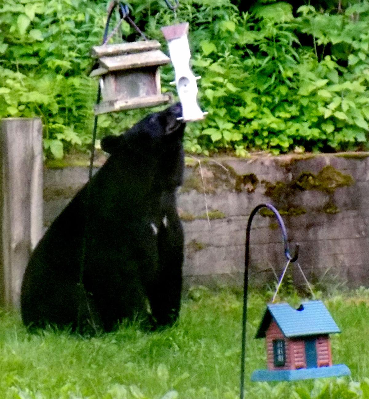 Black bears bellying up to bird feeders
